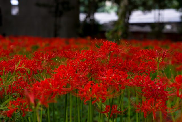 岡山県真庭市に咲き誇る、曼珠沙華(彼岸花)の群生地に行ってきました