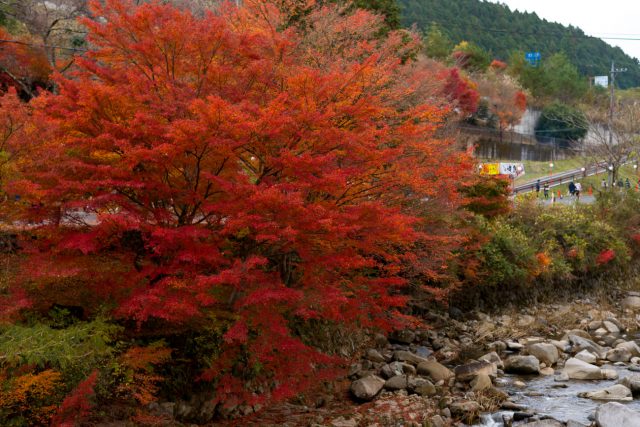 11月は紅葉の最後の見頃!色彩豊かな奥津渓の紅葉を見に行きました!