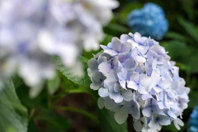 湿気一杯の梅雨時期を気分良く過ごす!色彩豊かなアジサイ園を観賞!