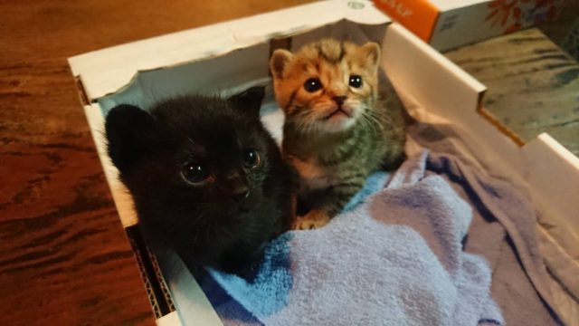 ウチに来た猫ちゃんが可愛くて困ってます!