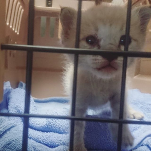 秋の衣替えシーズンに、またもや子猫がやってきました!